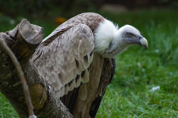 Angry vulture perched on tree trunk