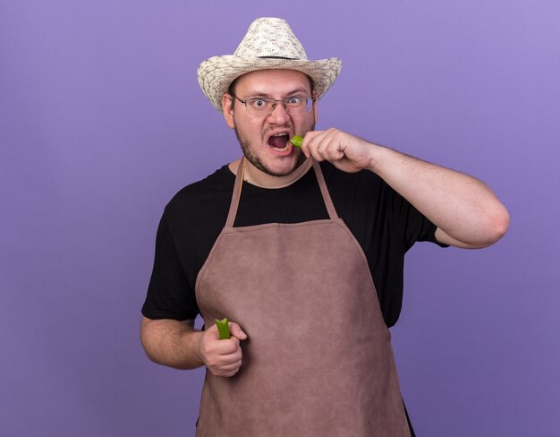 Angry young male gardener wearing gardening hat trying pepper isolated on blue wall