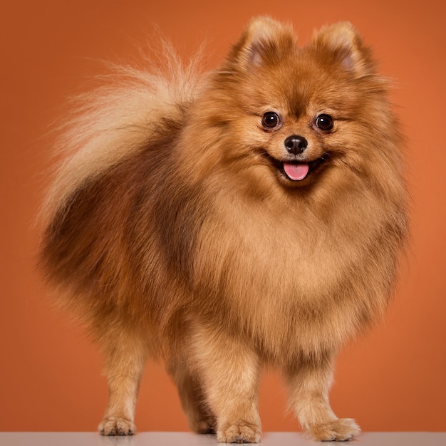 Animal. Cute spitz