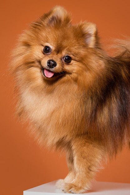 Animal. Cute spitz