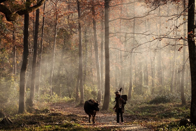 Животное и человек гуляют в лесу