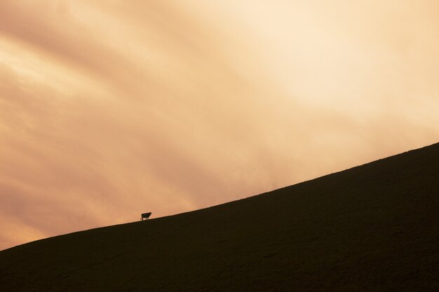 animal silhouette on hill with sunset sky