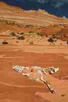 Foto gratuita scheletro animale sulla sabbia nella formazione rocciosa dell'arenaria dell'onda in arizona, usa