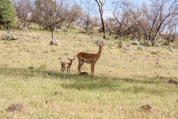 Antelope and her cub on a background of grass