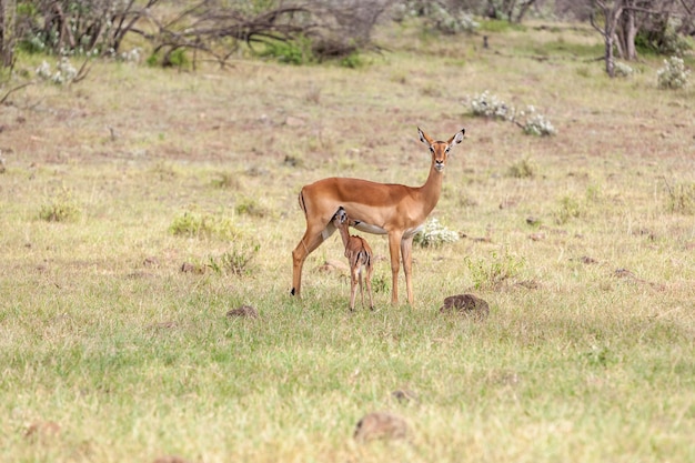 Antelope and her cub on grass