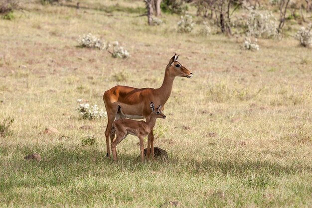 Antelope and her cub in the plains