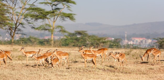 Antelope in Kenya, Africa