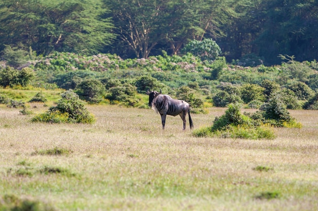 Antelope wildebeest migration in Kenya