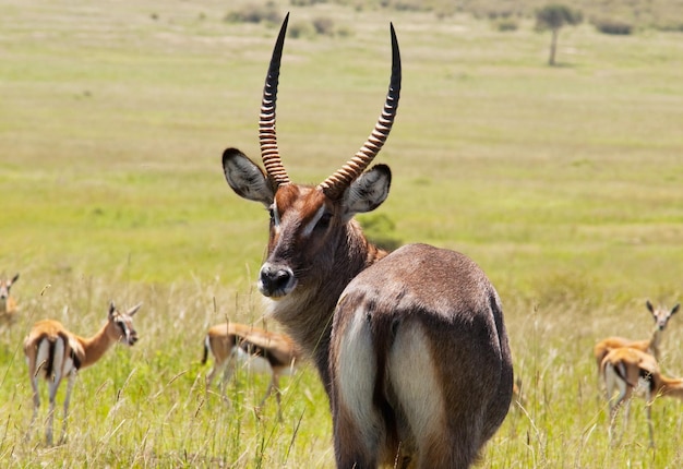 Free photo antelope