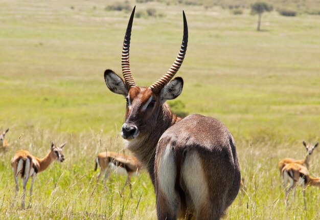 Antelope