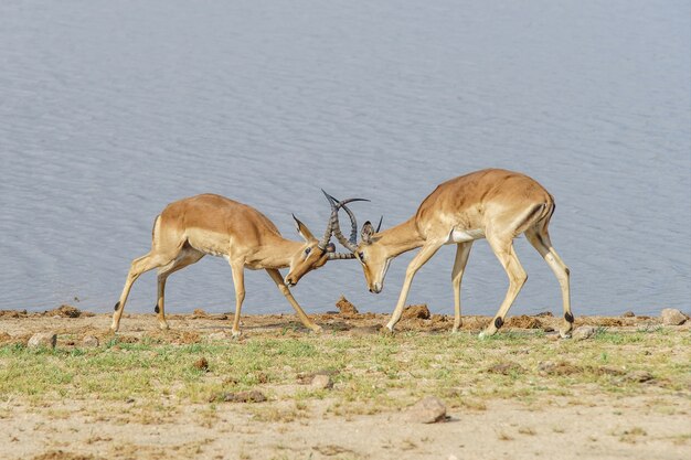 Антилопы дерутся на берегу озера днем