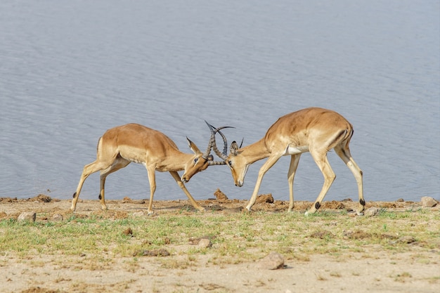 Antelopes fighting on the lakeshore during daytime