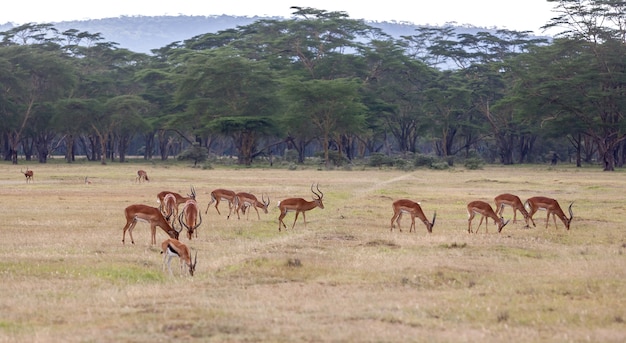 Antelopes on a of green grass