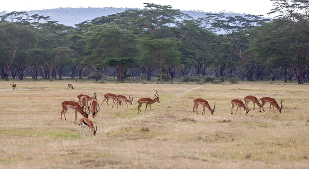 Антилопы на зеленой траве