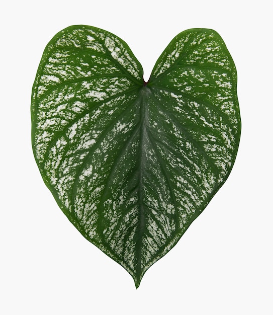 Free photo anthurium plant leaf on white background