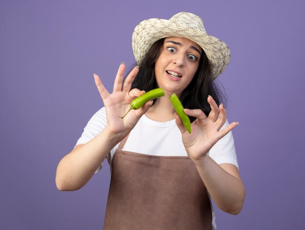 Anxious young brunette female gardener in uniform wearing gardening hat holds and looks at broken hot pepper isolated on purple wall