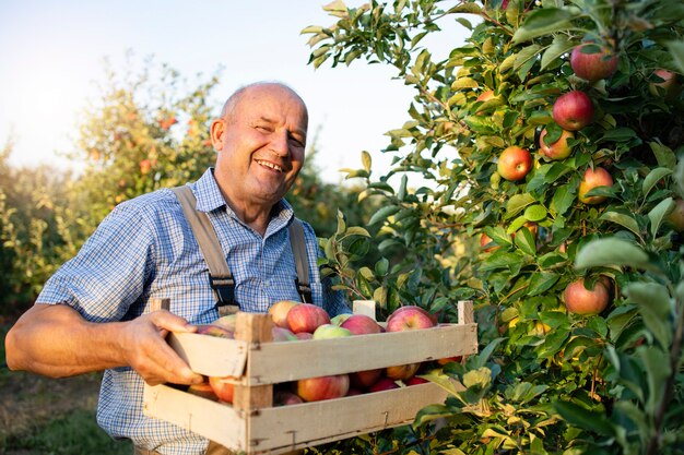 apple farmer in fruit orchard