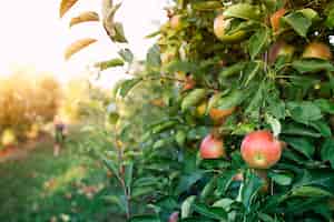 Free photo apple orchard