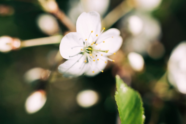 Apple tree blossoms in spring