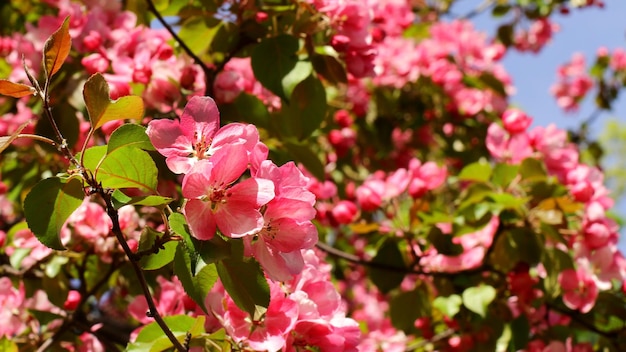 Free photo apple tree with red flowers in spring garden beautiful red flowers of malus purpurea ornamental malus apple tree plant