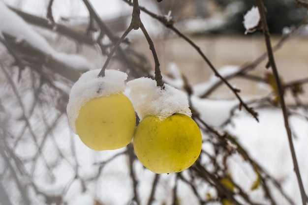 Foto gratuita la mela pesa sui rami nella neve, l'inizio dell'inverno