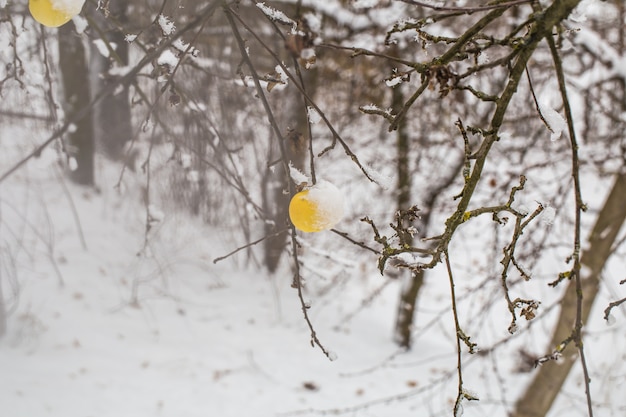 Apple weighs on the branches in the snow, the beginning of winter