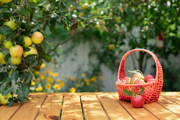 Apples in a basket on a wooden table with tree branch