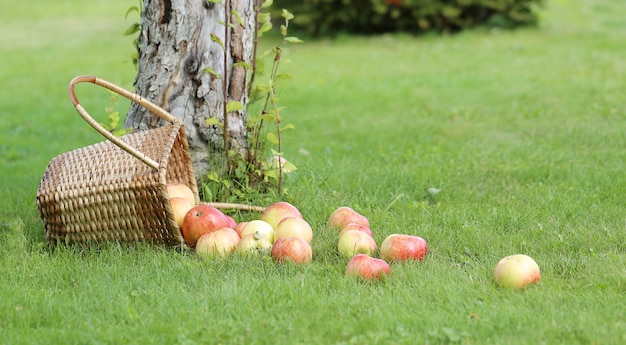 Apples on the grass