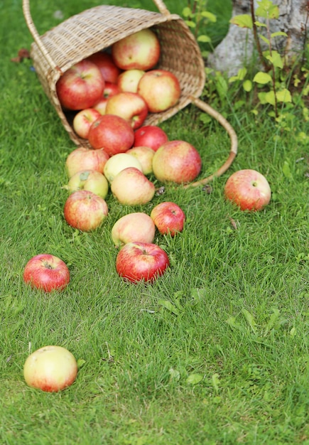 Foto gratuita mele sull'erba
