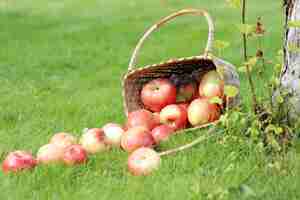 Free photo apples on the grass