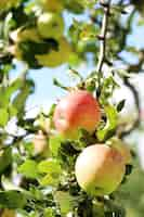 Free photo apples on a tree