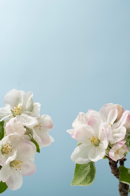 Apricot blossom flower in the sky