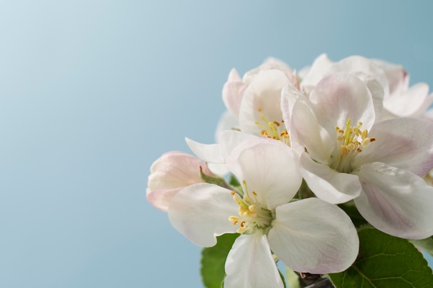 空にアプリコットの花の花