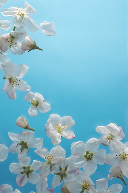 Foto gratuita fiore di albicocca nel cielo