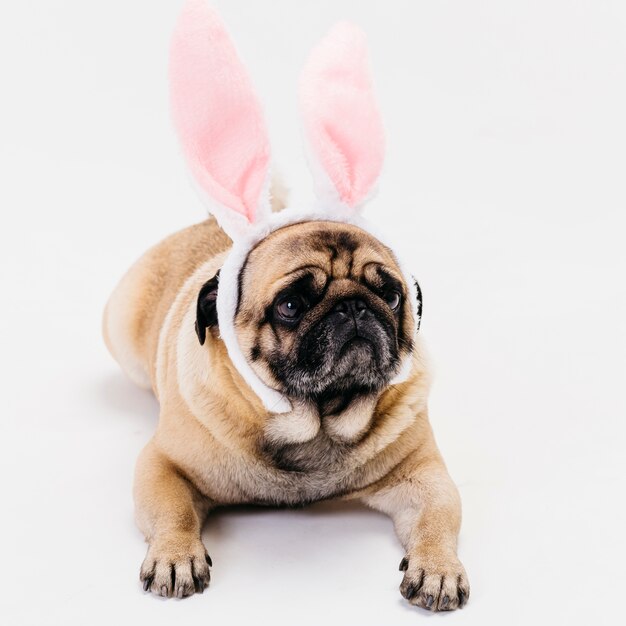 Apricot fawn cute compact pug in bunny ears