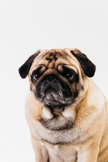 Apricot fawn pug dog with flat face and sad eyes