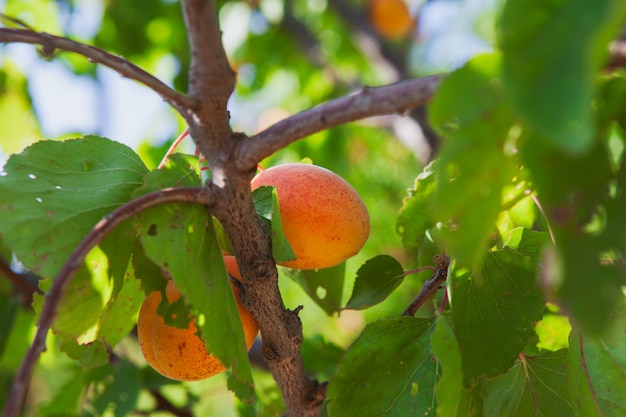 Apricot fruit tree and leaves. side view.