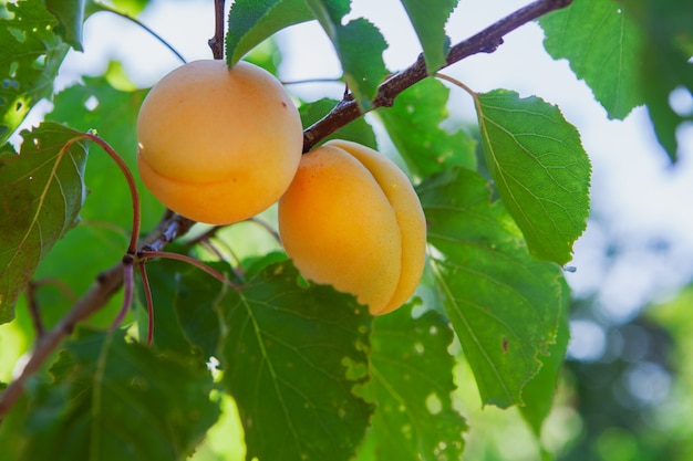 Apricot fruit tree with leaves. side view.