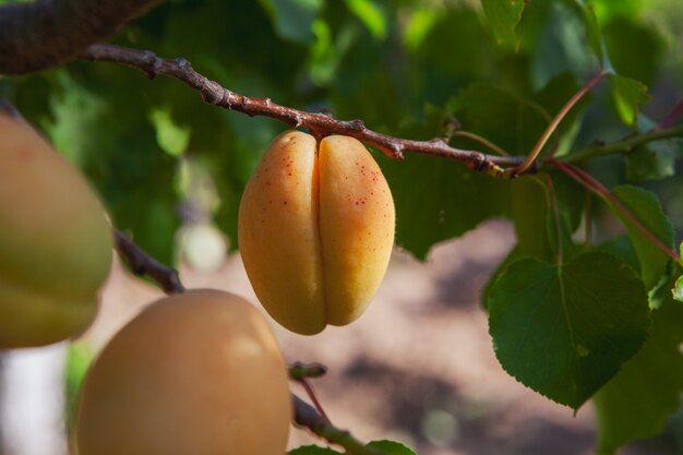 Apricot fruit tree with leaves. side view.