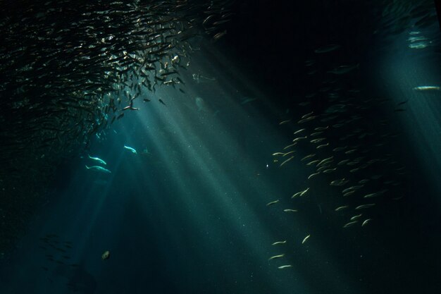 Aquarium in night time