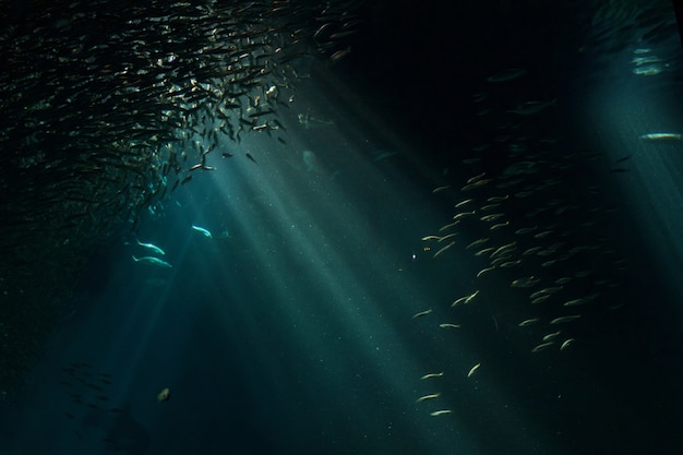 夜間の水族館