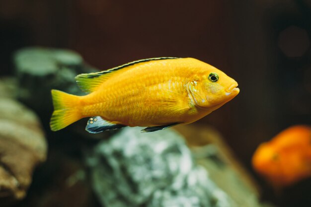 Premium Photo | Aquarium yellow fish