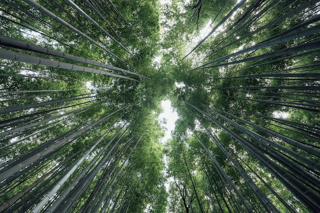 日本の嵐山竹林