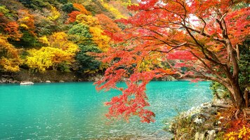 Арасияма в осенний сезон вдоль реки в киото, япония.