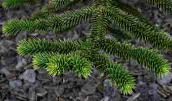 Free photo araucaria araucana green leaves on tree close up natural background