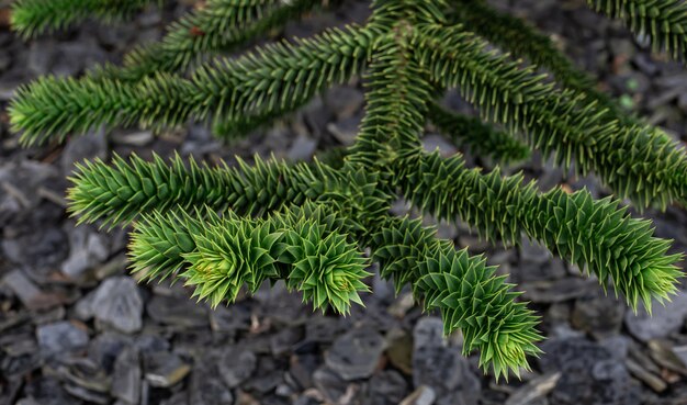 나무에 있는 Araucaria araucana 녹색 잎은 자연 배경을 닫습니다.