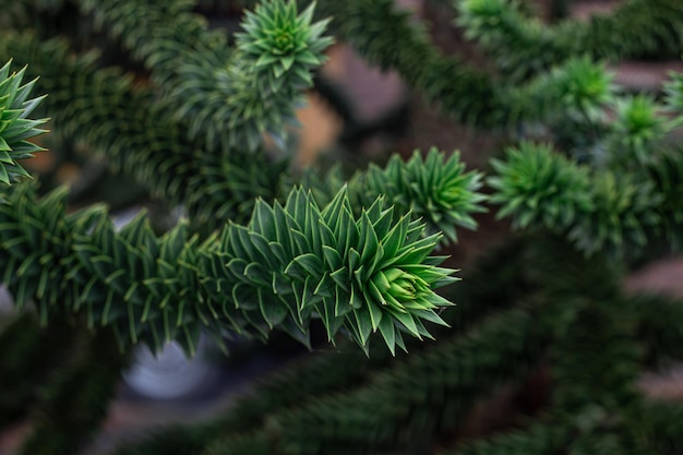 나무에 있는 Araucaria araucana 녹색 잎은 자연 배경을 닫습니다.