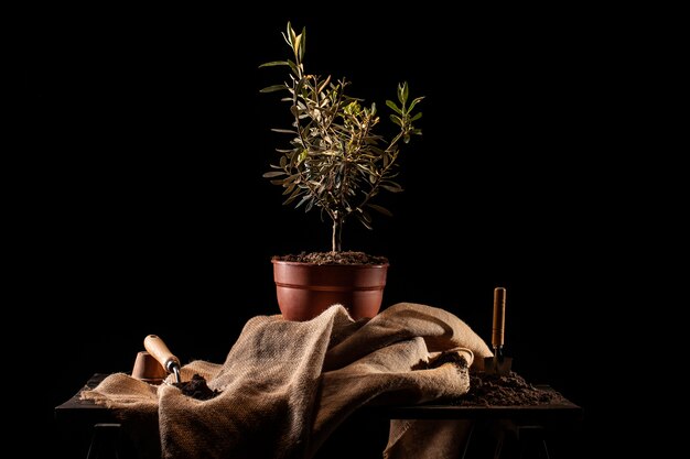 Arbor day celebration with potted tree