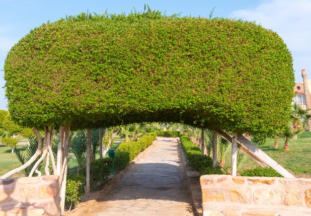 Arch made of bushes