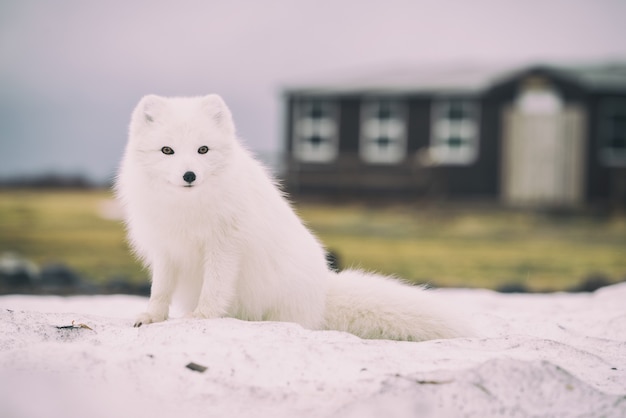 Бесплатное фото Арктическая лиса